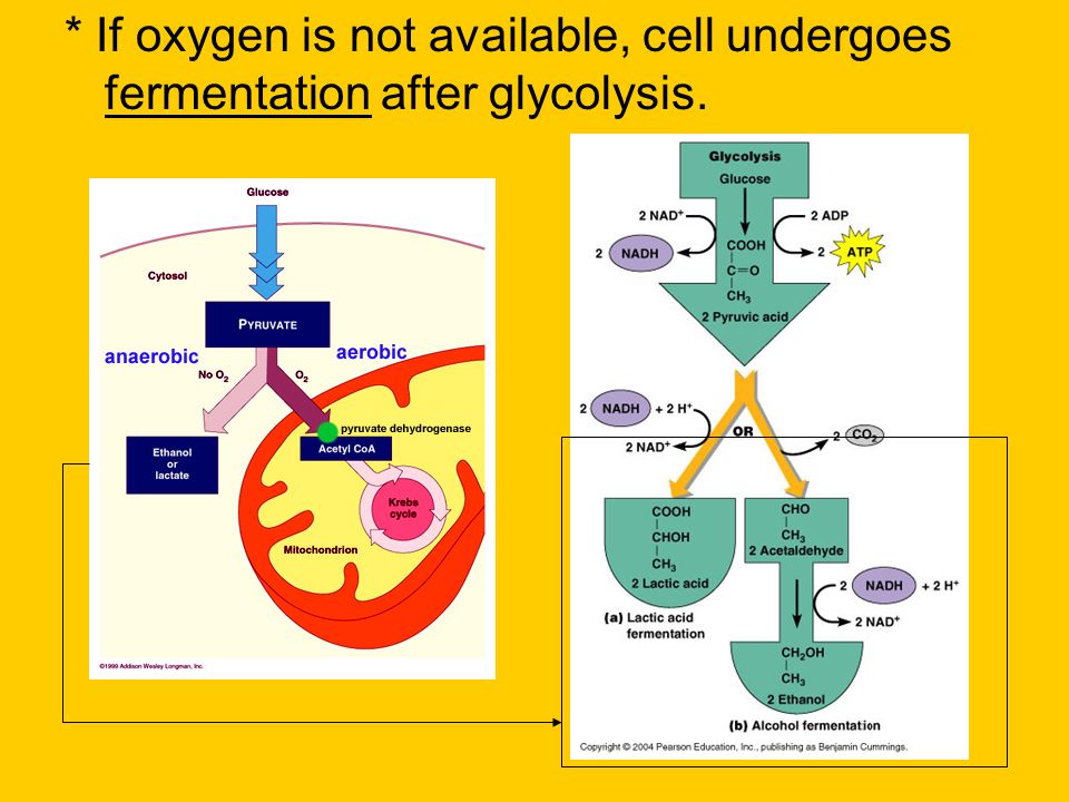 * If oxygen is not available, cell undergoes fermentation after glycolysis.
