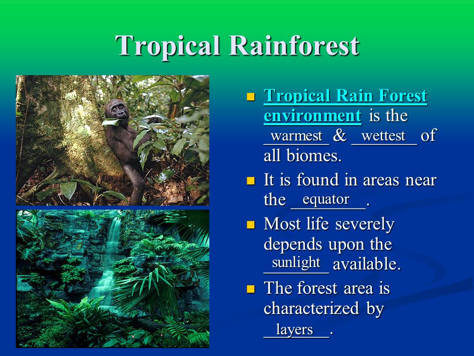 Tropical Rainforest Tropical Rain Forest environment is the _______ & _______ of all biomes. It is found in areas near the ________.