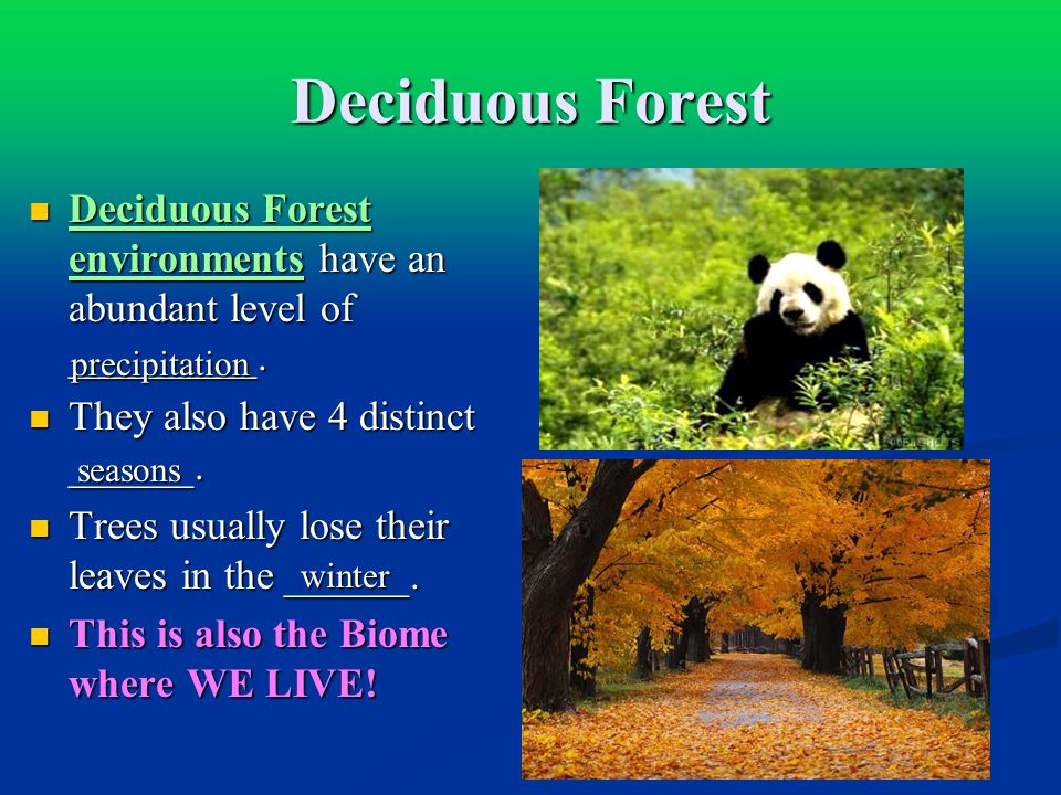 Deciduous Forest Deciduous Forest environments have an abundant level of _________. They also have 4 distinct ______.