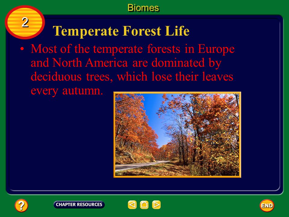 Biomes 2. Temperate Forest Life.