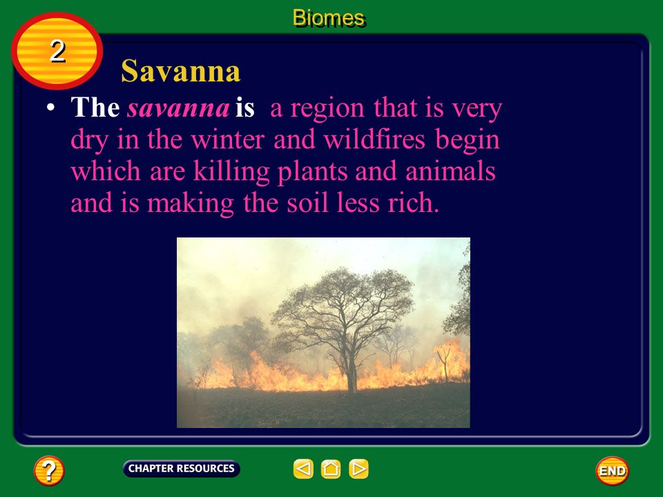 Biomes 2. Savanna.
