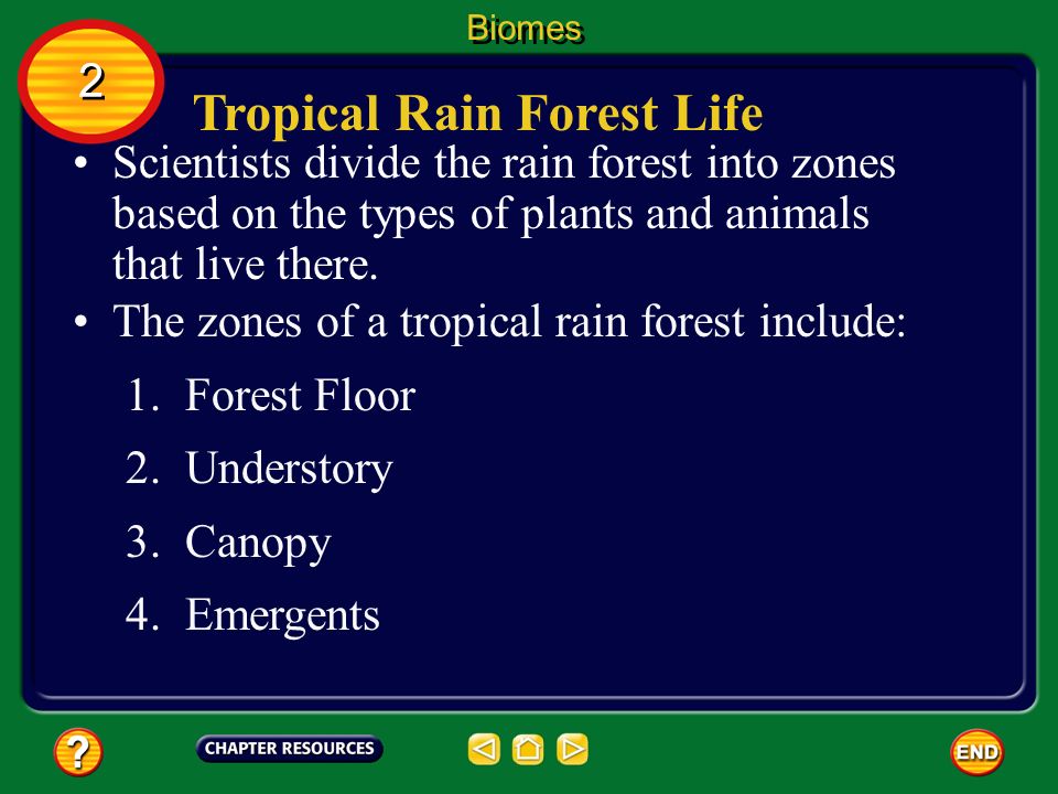 Tropical Rain Forest Life