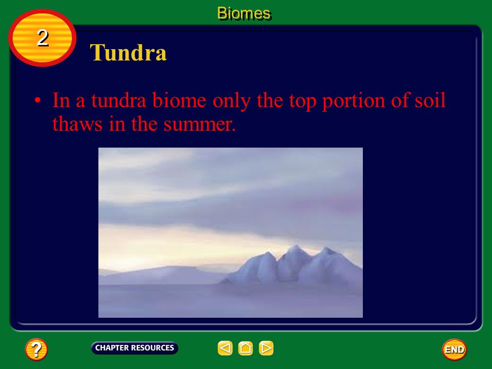 Biomes 2 Tundra In a tundra biome only the top portion of soil thaws in the summer.