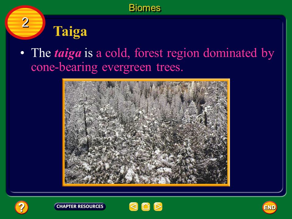 Biomes 2 Taiga The taiga is a cold, forest region dominated by cone-bearing evergreen trees.