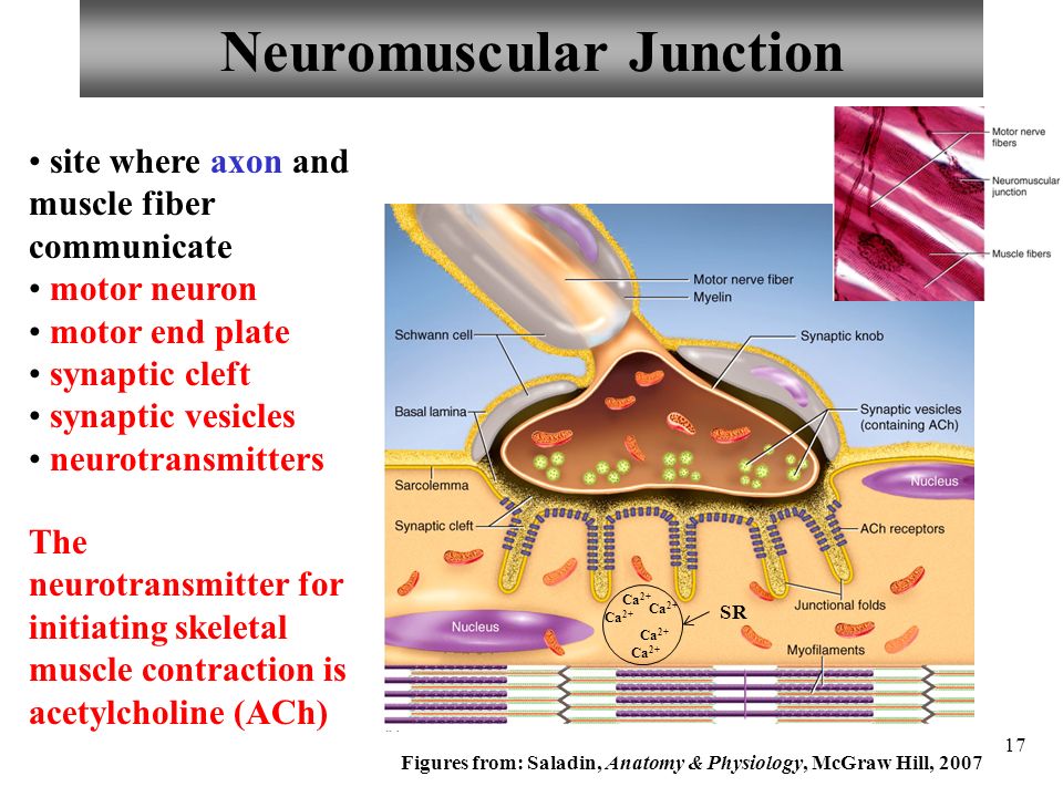 Anatomy And Physiology Of Neuromuscular Junction And.