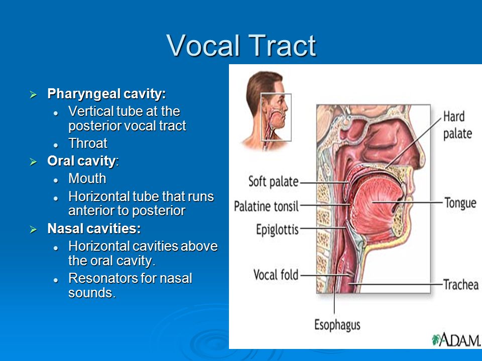 Vocal mature