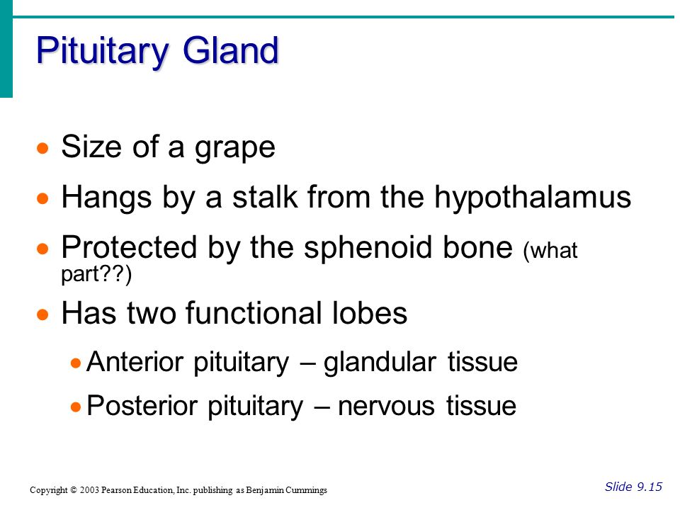 Pituitary Gland Size of a grape Hangs by a stalk from the hypothalamus