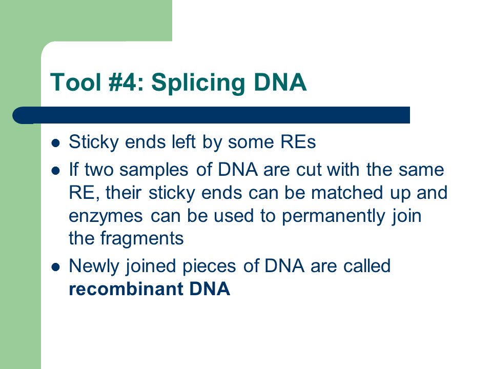 Tool #4: Splicing DNA Sticky ends left by some REs
