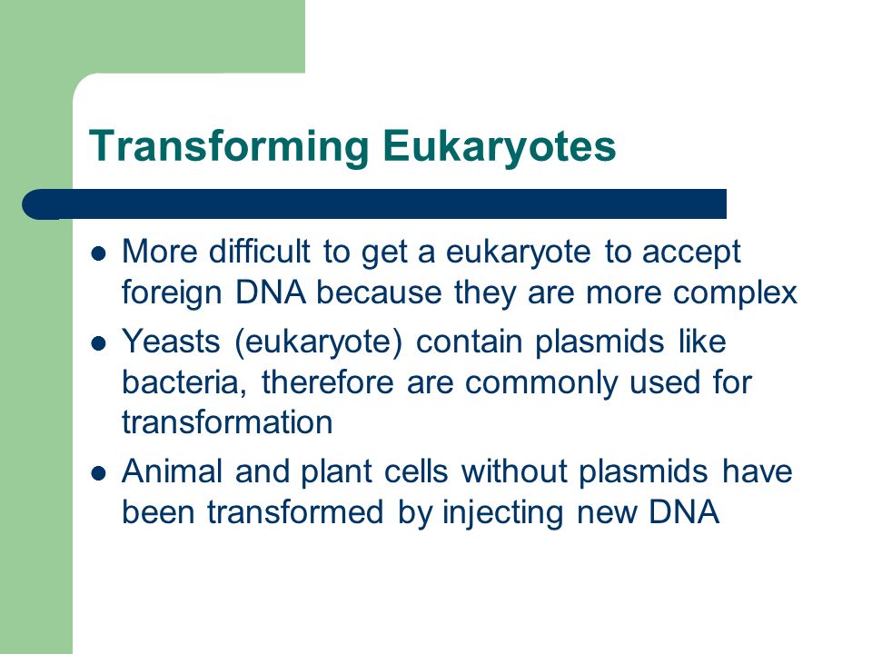 Transforming Eukaryotes