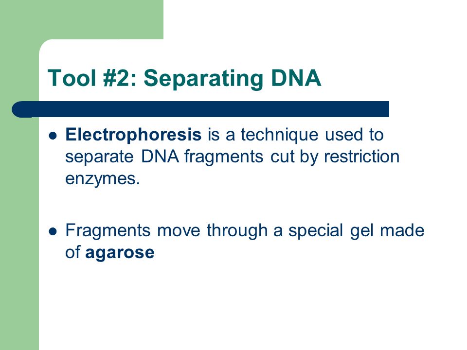Tool #2: Separating DNA Electrophoresis is a technique used to separate DNA fragments cut by restriction enzymes.