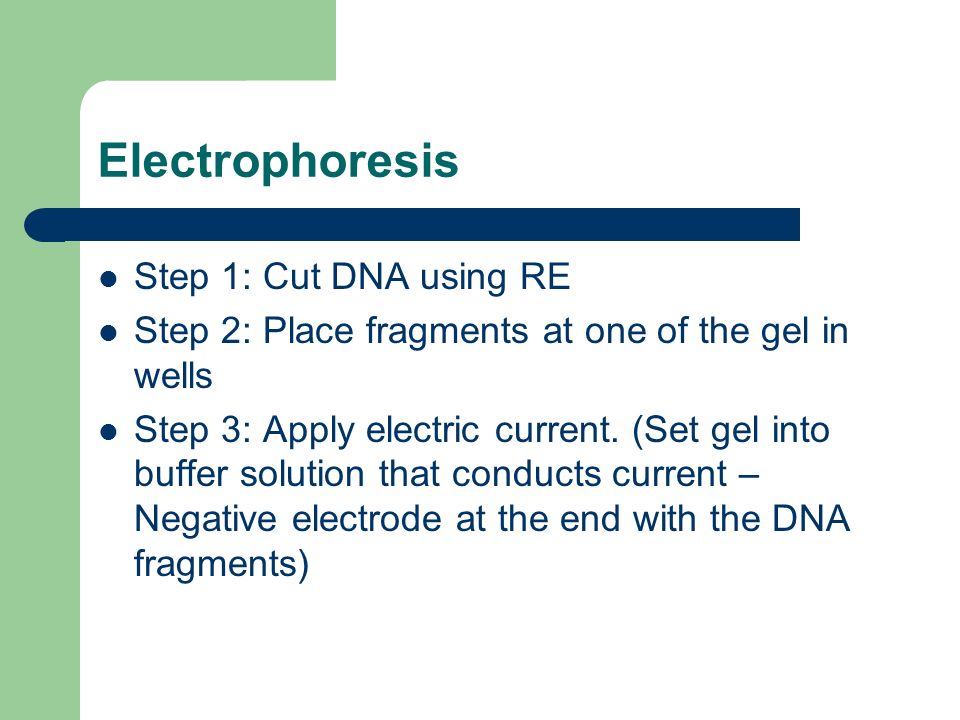 Electrophoresis Step 1: Cut DNA using RE