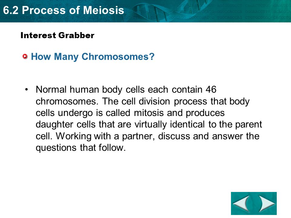 meiosis produces _____ daughter cells