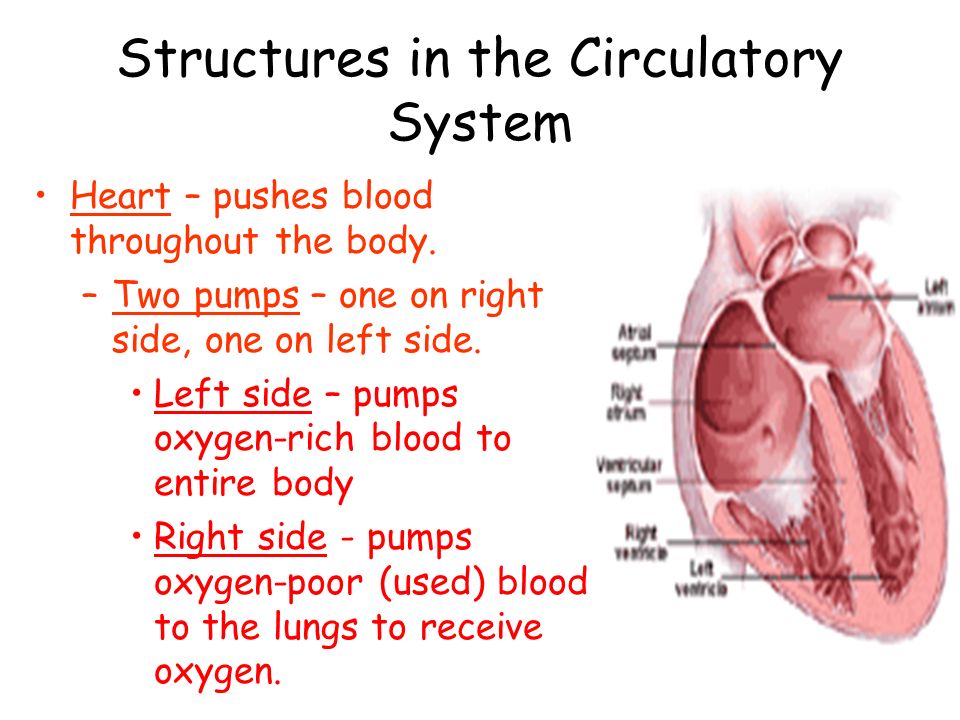 Structures in the Circulatory System
