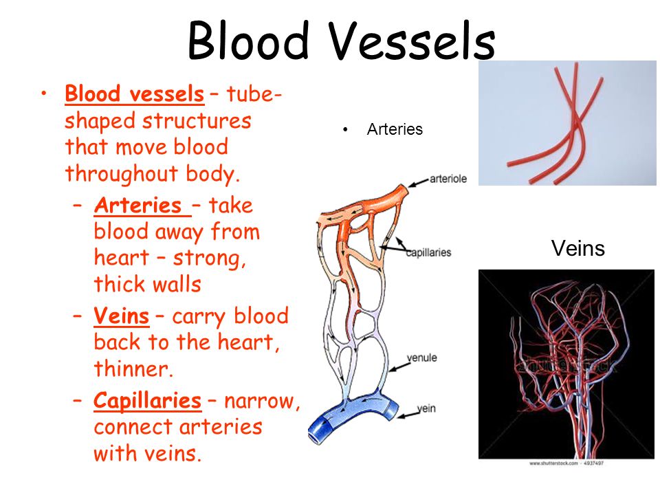 Blood Vessels Blood vessels – tube-shaped structures that move blood throughout body. Arteries – take blood away from heart – strong, thick walls.