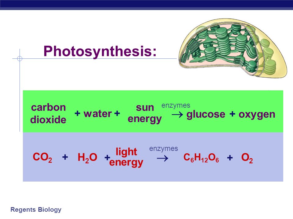 Photosynthesis Glucose Oxygen Co2 H2o O2 Light Energy Carbon Ppt Video Online Download