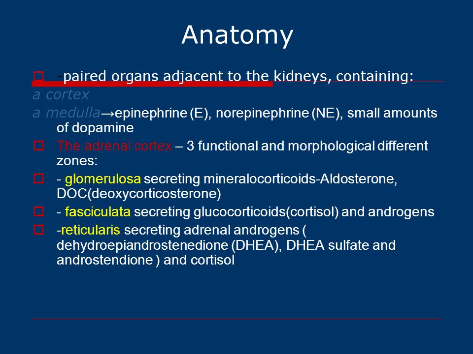 Anatomy -paired organs adjacent to the kidneys, containing: a cortex