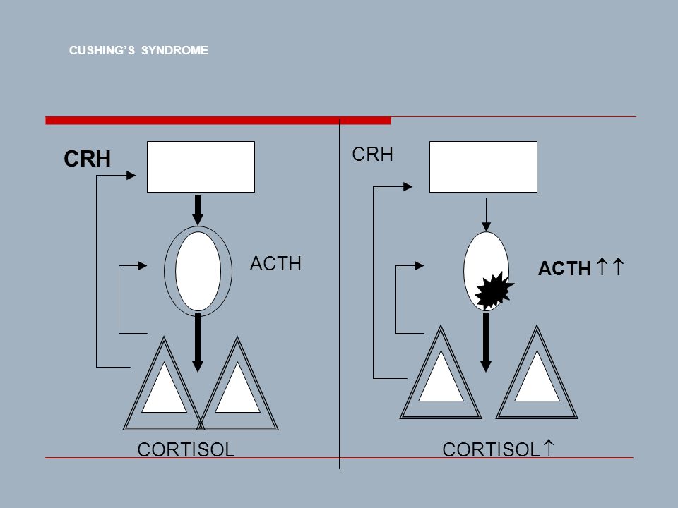 CUSHING’S SYNDROME CRH CRH ACTH ACTH   CORTISOL CORTISOL 