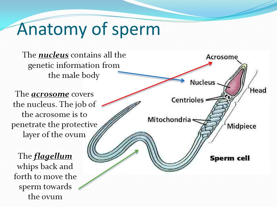 Lifespan of sperm in the open