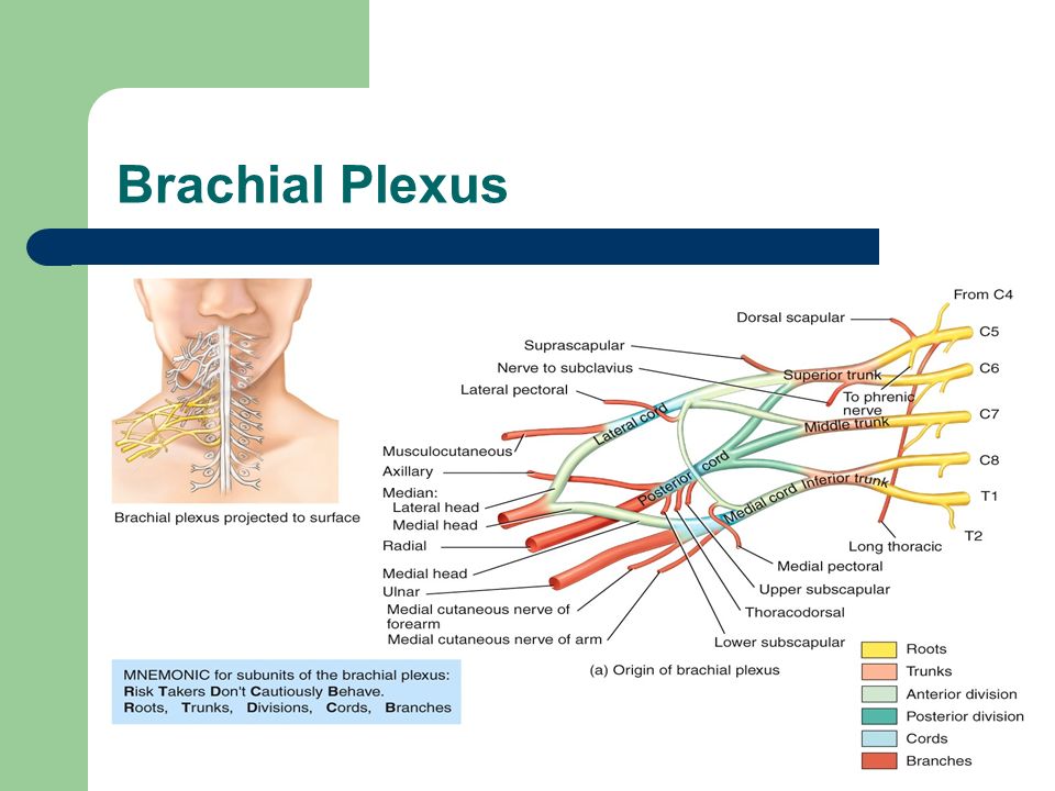 cervical plexus brachial plexus brachial  plexus lumbar plexus