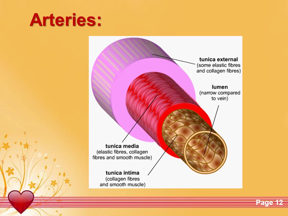 Arteries:
