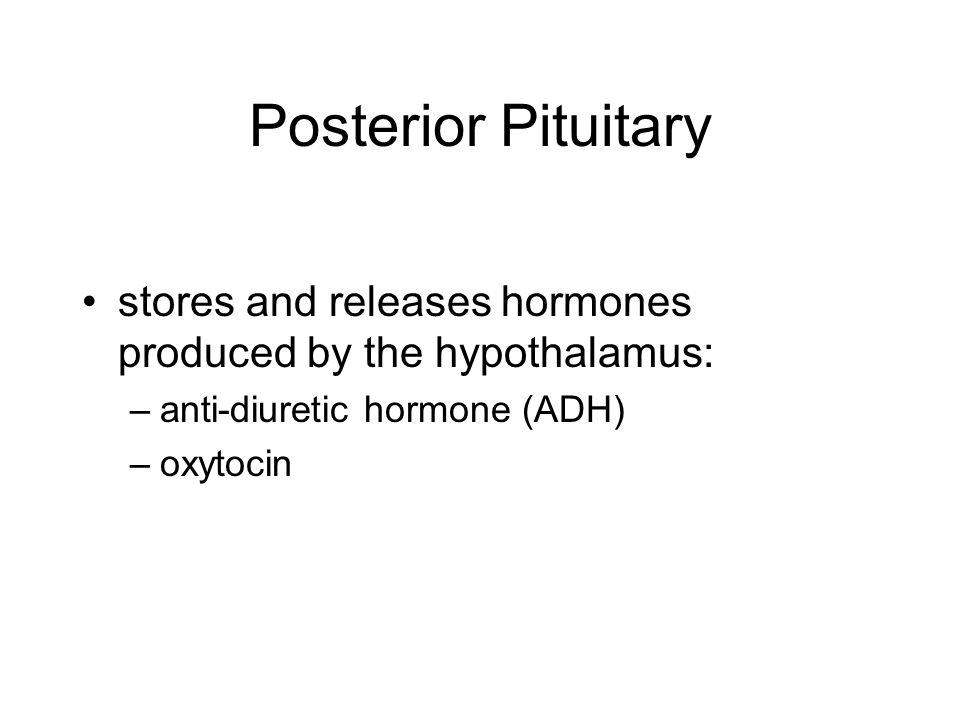Posterior Pituitary stores and releases hormones produced by the hypothalamus: anti-diuretic hormone (ADH)
