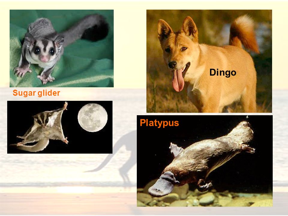 Dingo Sugar glider Platypus