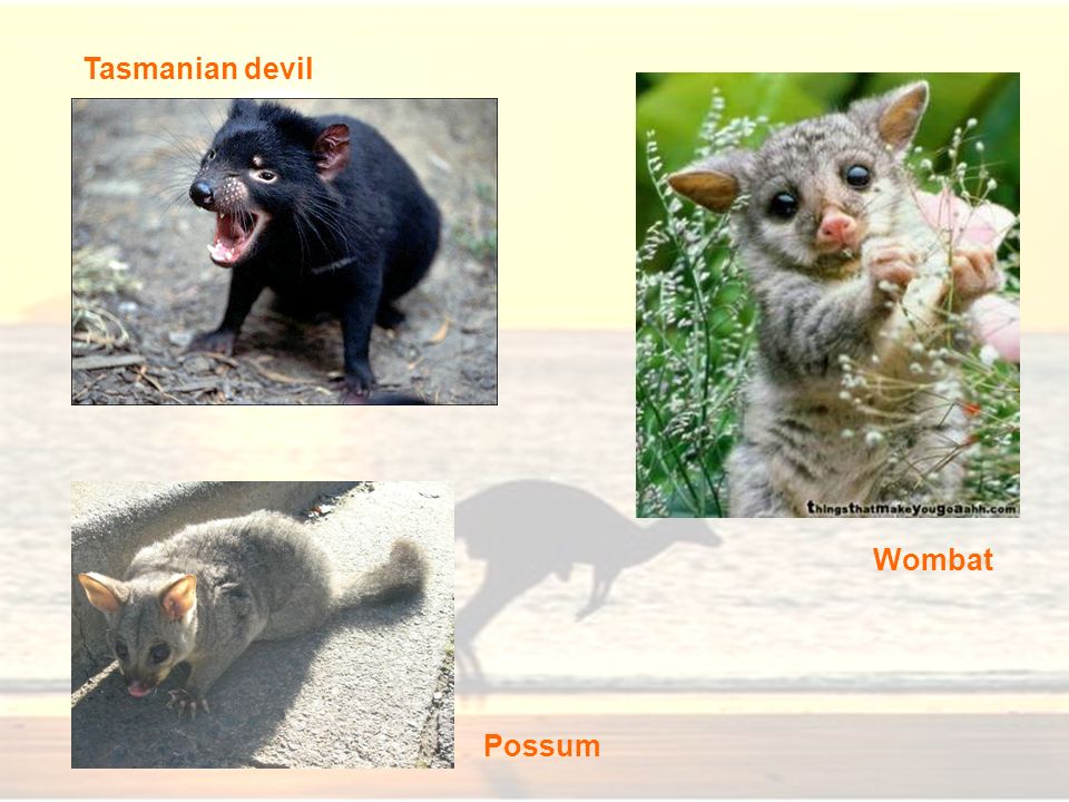 Tasmanian devil Wombat Possum