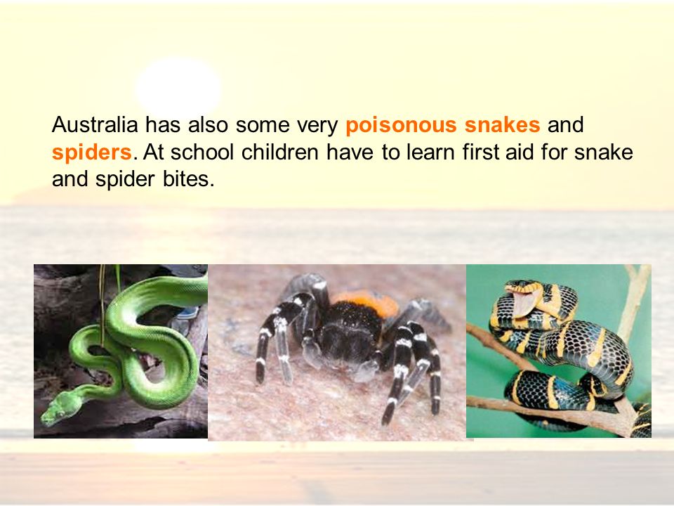 Australia has also some very poisonous snakes and spiders