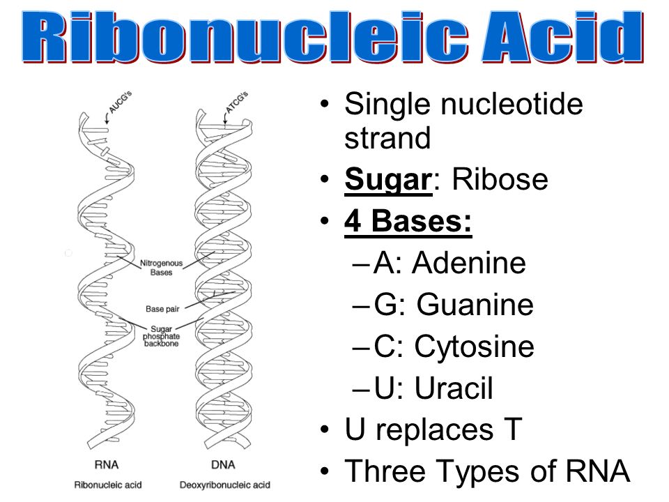 Ribonucleic Acid Single nucleotide strand Sugar: Ribose 4 Bases: