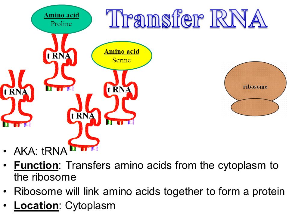 Transfer RNA Amino acid. Proline. Amino acid. Serine. AKA: tRNA. Function: Transfers amino acids from the cytoplasm to the ribosome.