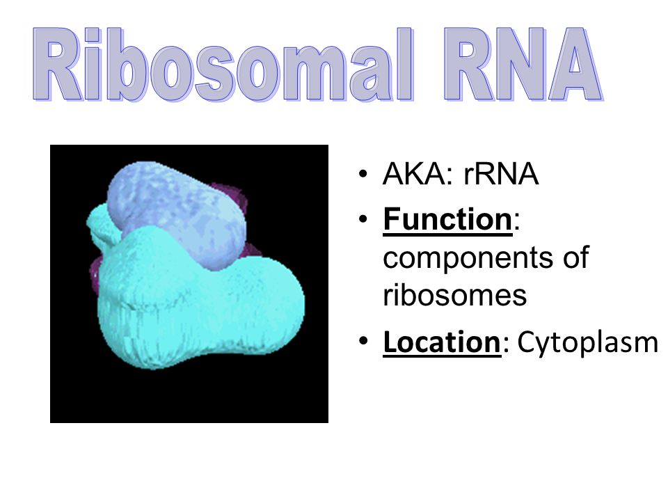 Ribosomal RNA Location: Cytoplasm AKA: rRNA