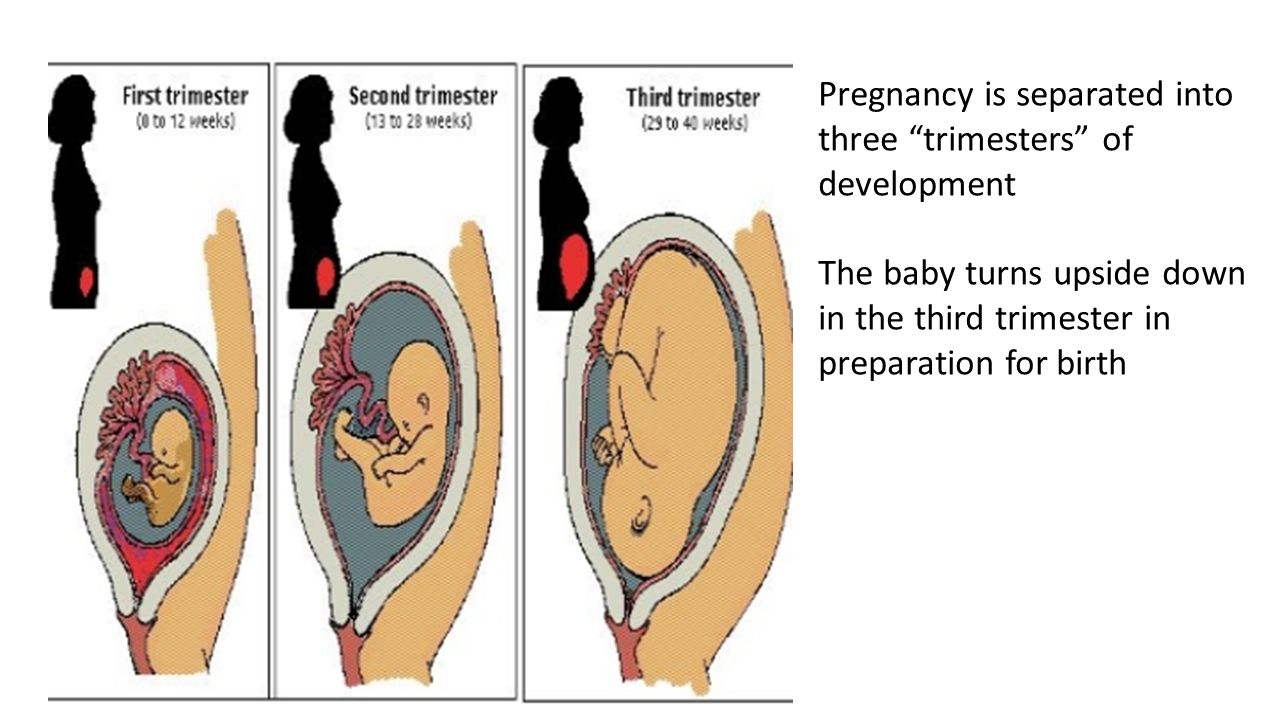 Is orgasm safe in first trimester