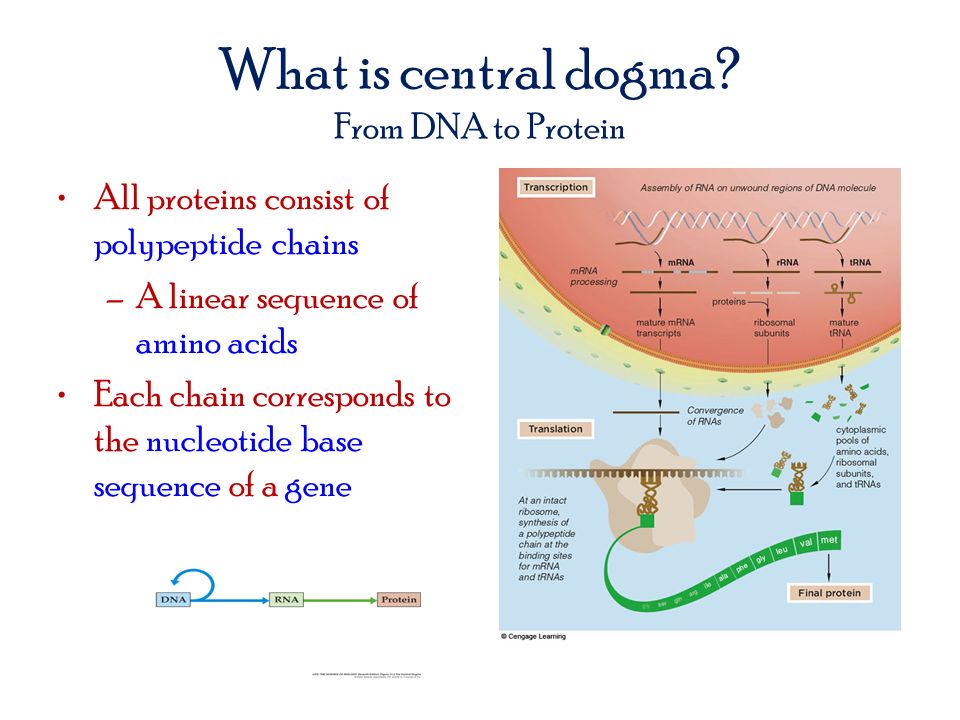What is central dogma From DNA to Protein