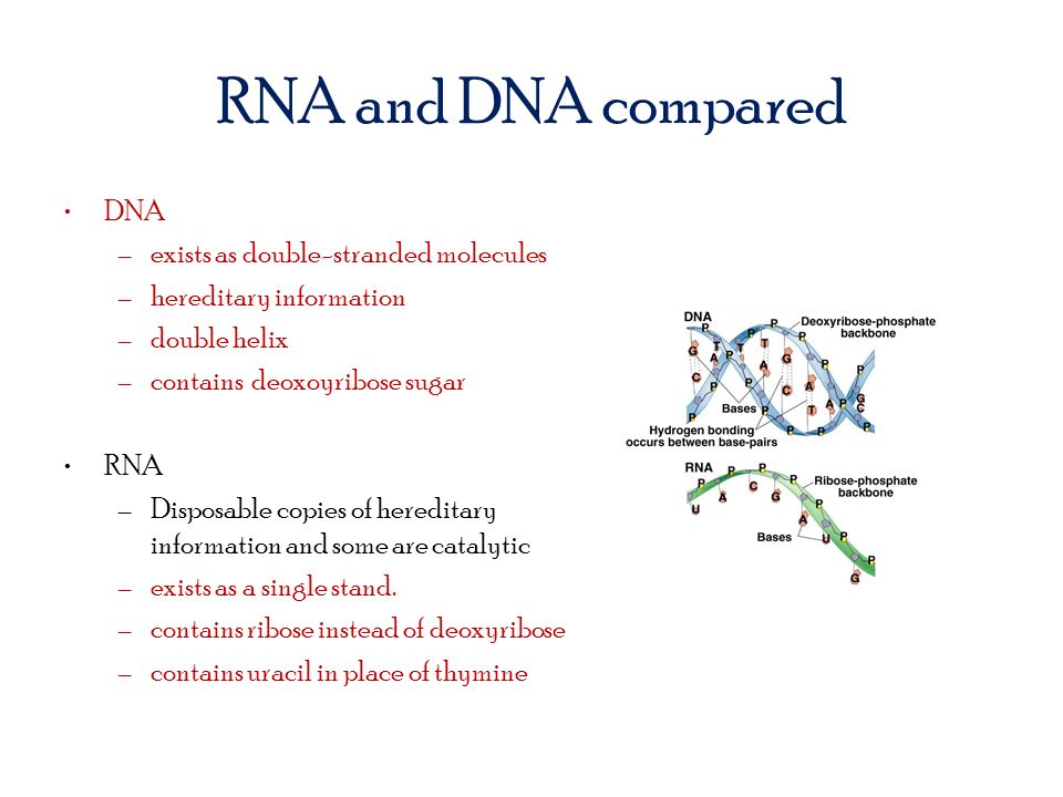 RNA and DNA compared DNA exists as double-stranded molecules