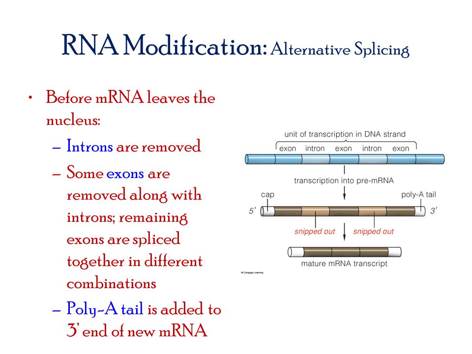 RNA Modification: Alternative Splicing