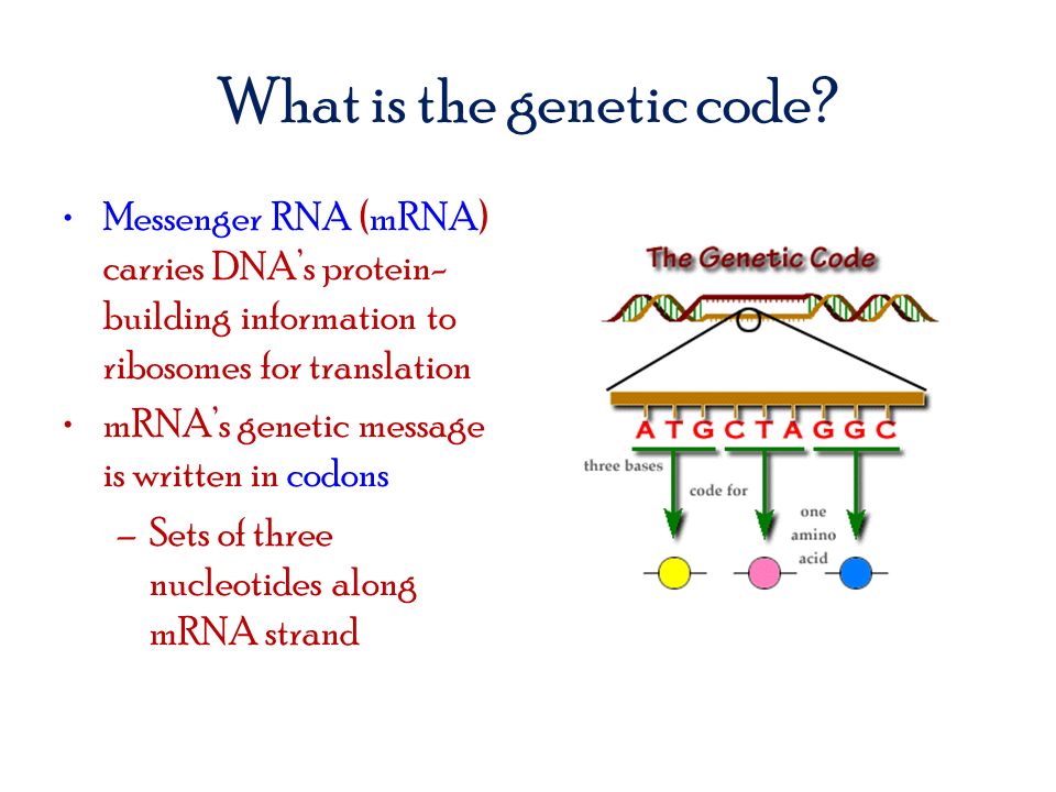 What is the genetic code