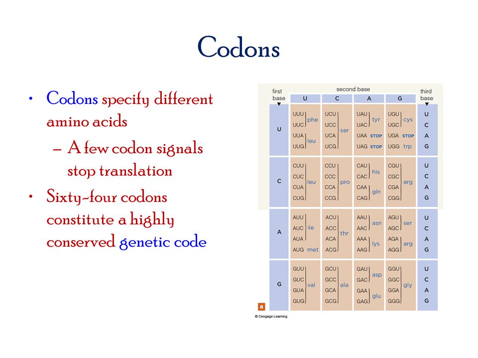 Codons Codons specify different amino acids