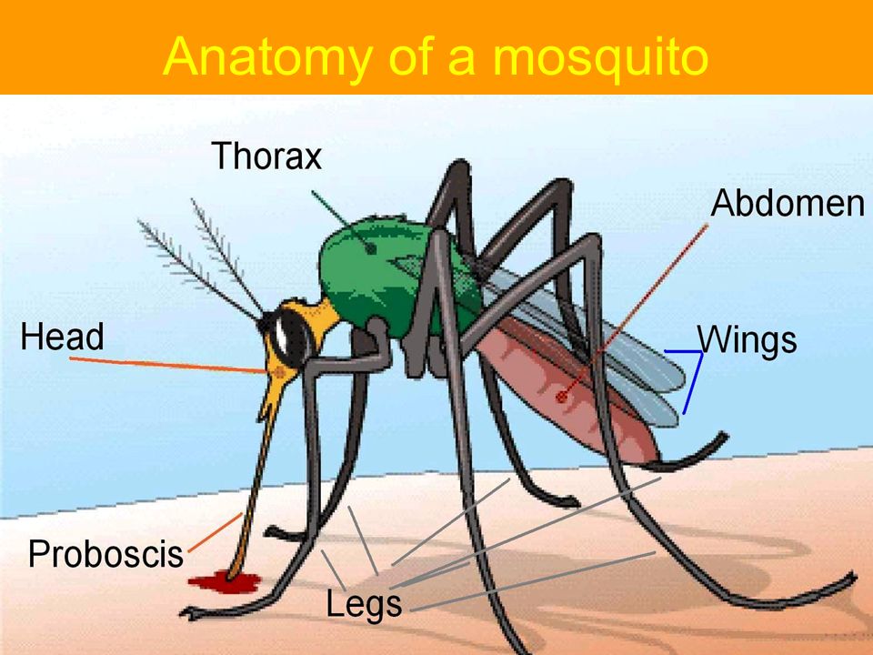 Mosquito feeding on cock