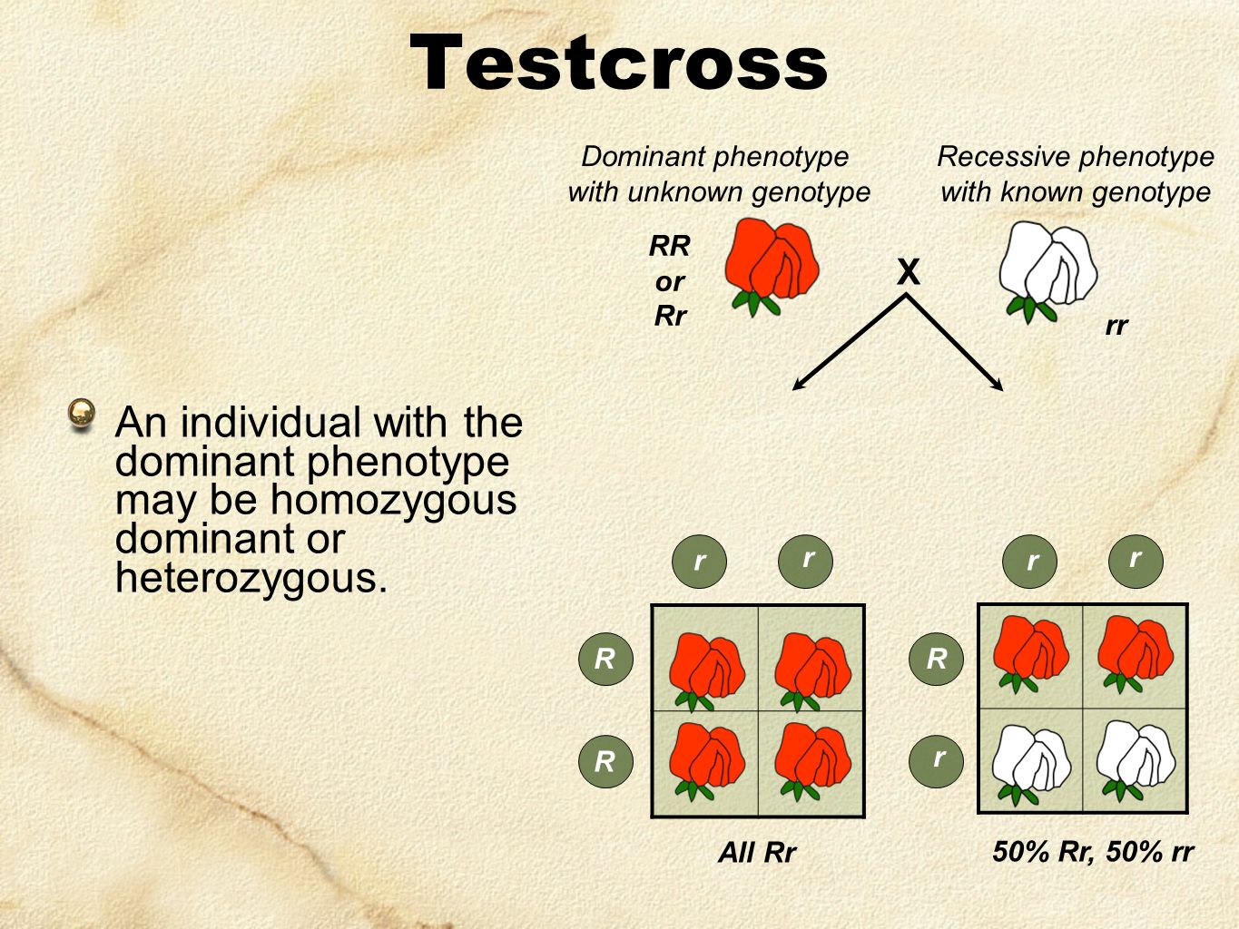 Testcross Dominant Phenotype With Unknown Genotype Recessive