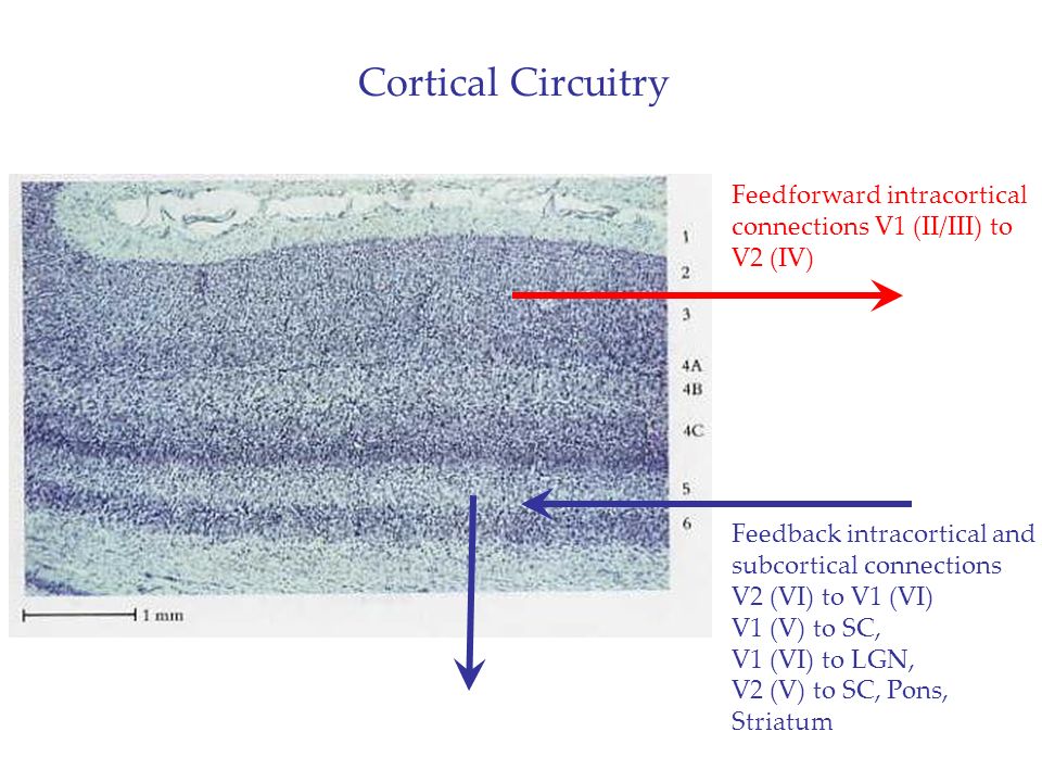 Cortical Circuitry Feedforward intracortical connections V1 (II/III) to V2 (IV) Feedback intracortical and subcortical connections.