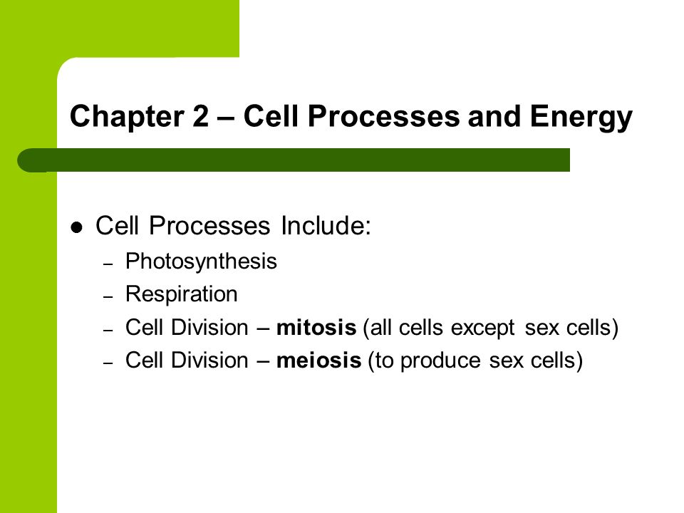 Chapter 2 – Cell Processes and Energy
