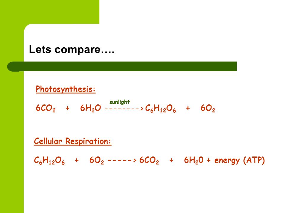 Lets compare…. Photosynthesis: 6CO2 + 6H2O > C6H12O6 + 6O2