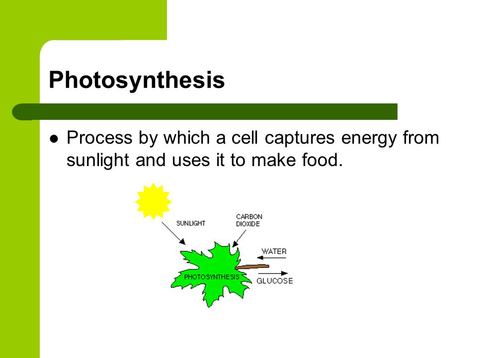 Photosynthesis Process by which a cell captures energy from sunlight and uses it to make food. Carbon dioxide + water + sunlight = sugar + oxygen.