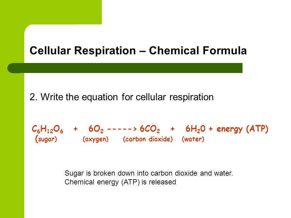 Cellular Respiration – Chemical Formula