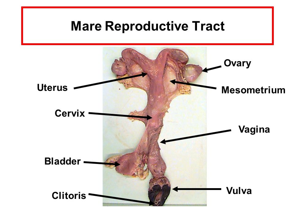 Mare Reproductive Tract -  ppt video online download