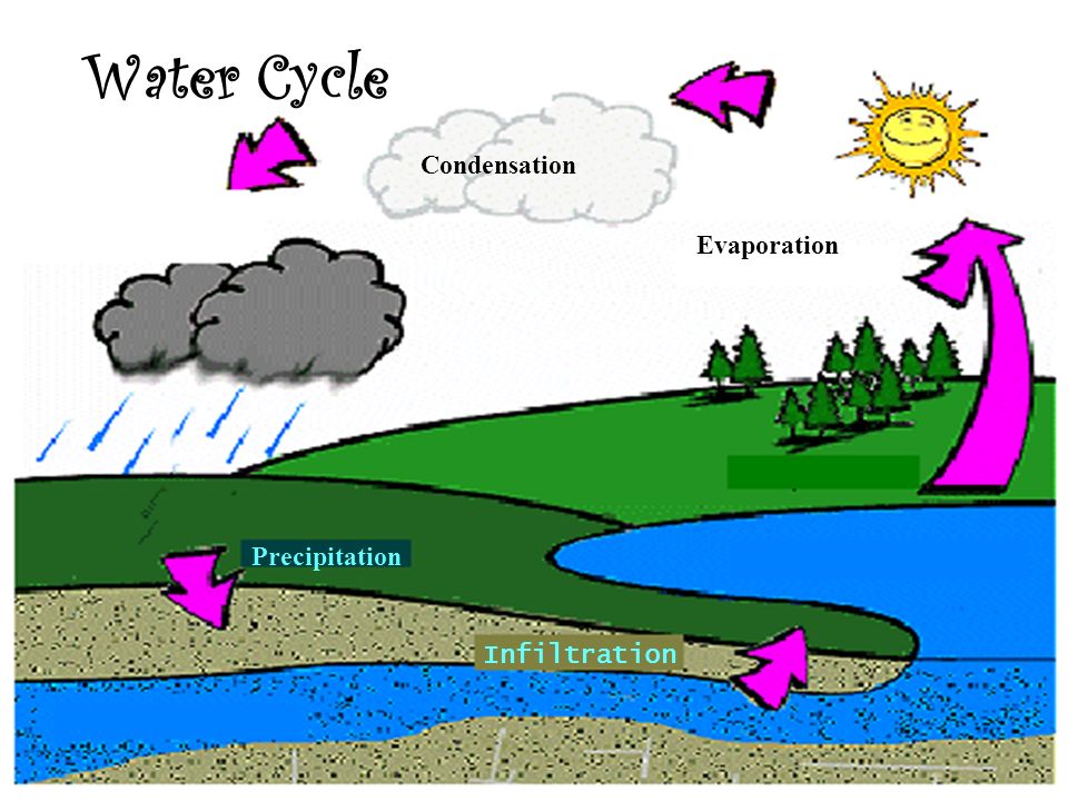 Water Cycle Condensation Evaporation Precipitation Infiltration