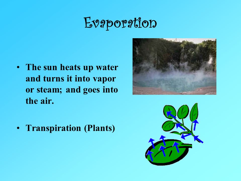 Evaporation The sun heats up water and turns it into vapor or steam; and goes into the air. Transpiration (Plants)