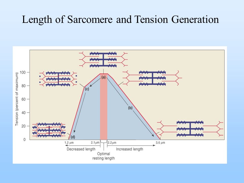 sarcomere,esophagus summation2) spatial summation3) length of resting sarcomere