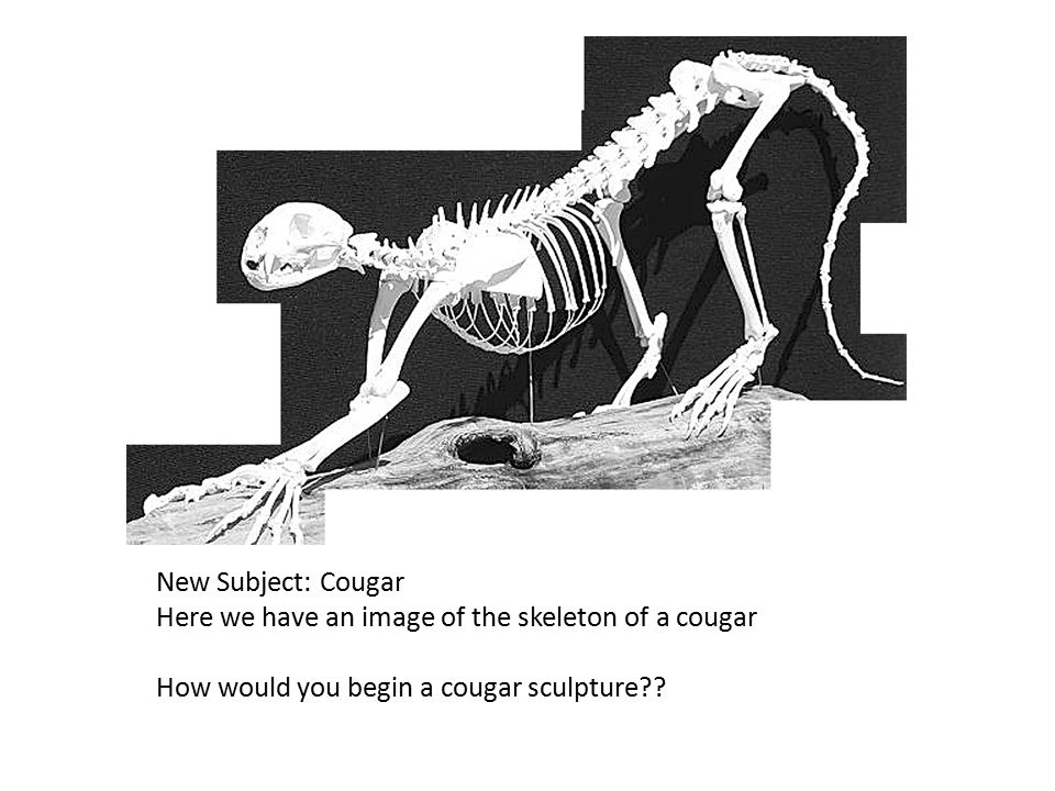 New Subject: Cougar Here we have an image of the skeleton of a cougar.