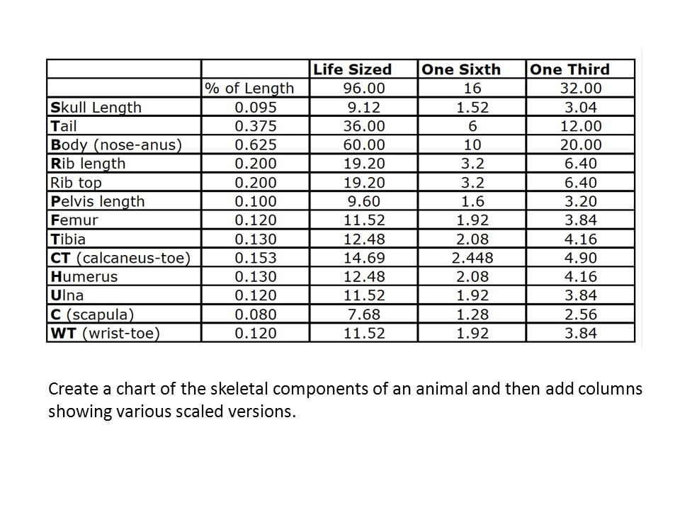 Create a chart of the skeletal components of an animal and then add columns showing various scaled versions.